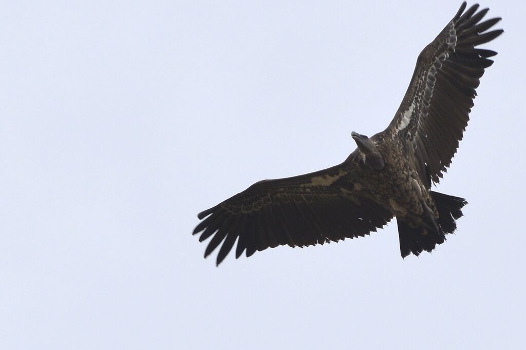 Rüppell's Vultureimmature, Flight