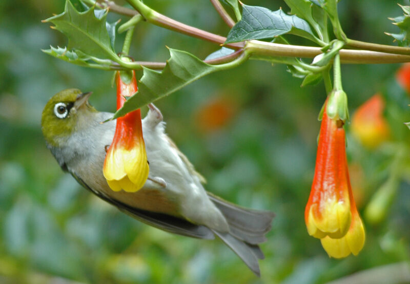 Zostérops à dos gris