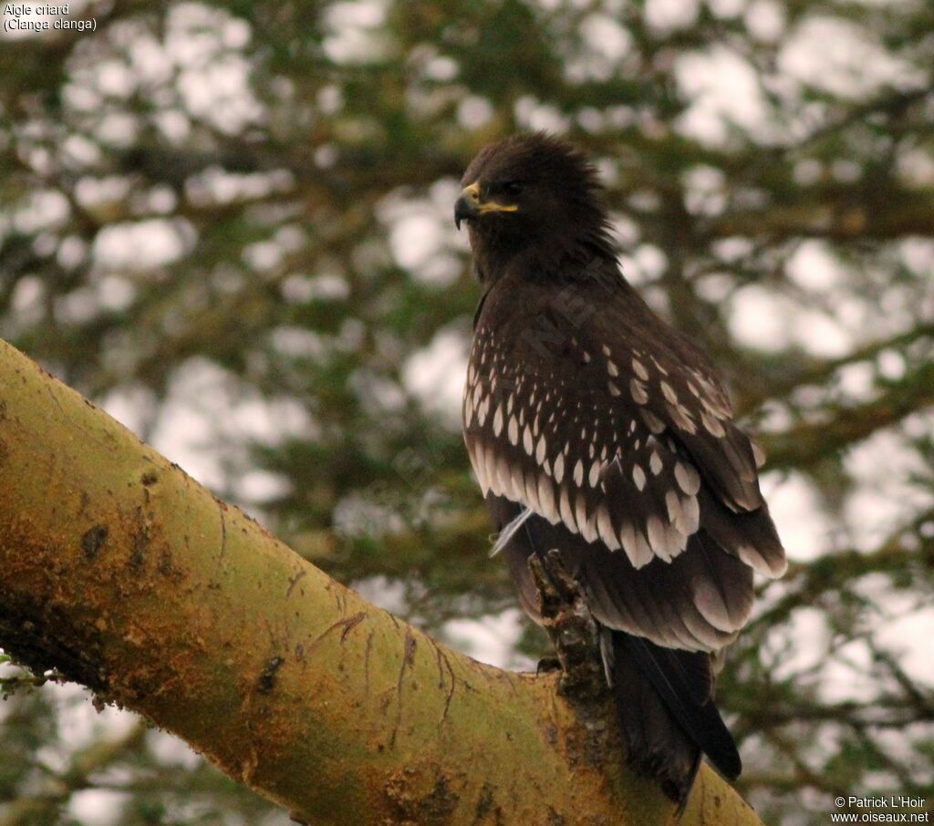 Aigle criard