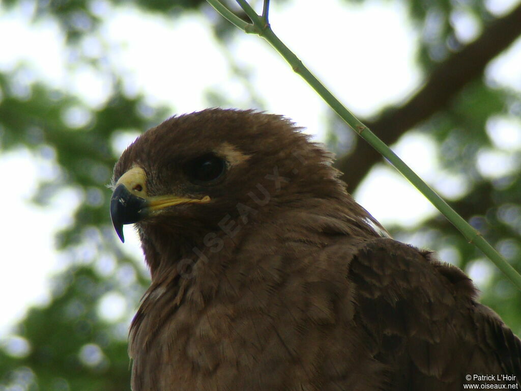 Aigle de Wahlberg