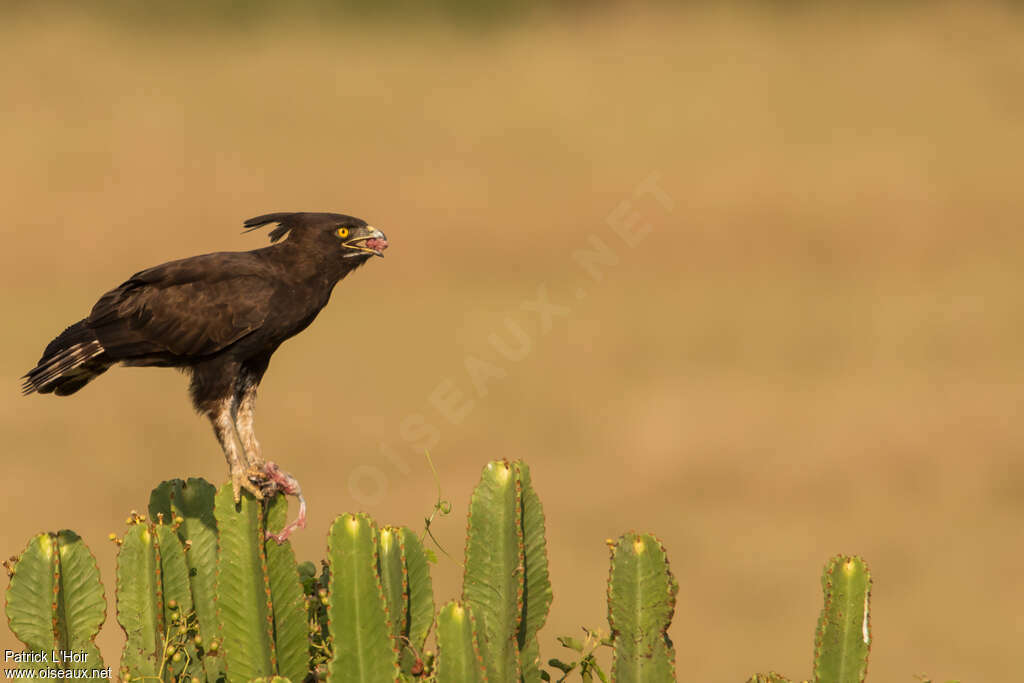 Aigle huppardadulte, habitat, mange