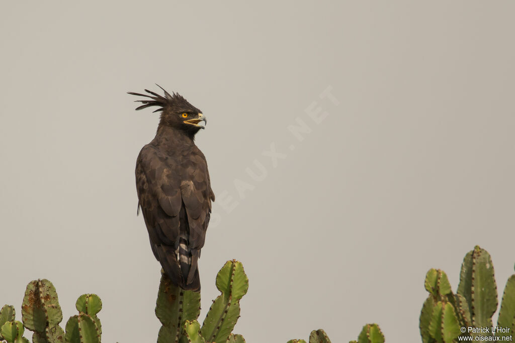 Aigle huppard