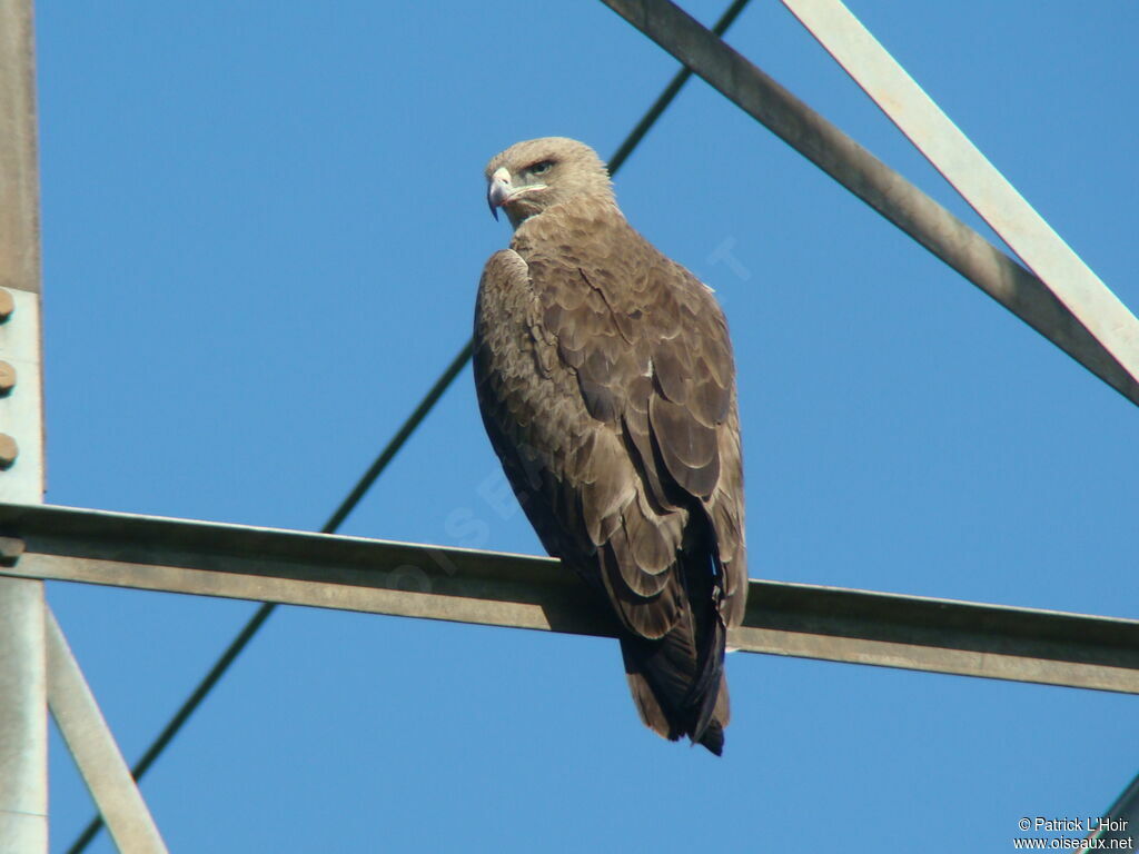 Aigle ravisseur