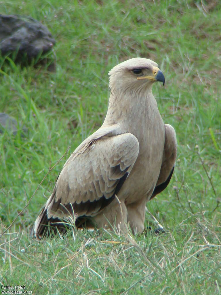 Aigle ravisseurjuvénile, identification, composition
