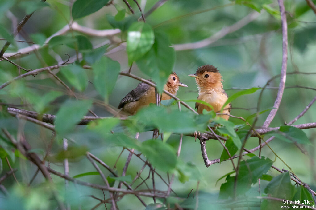 Brown-capped Babbleradult