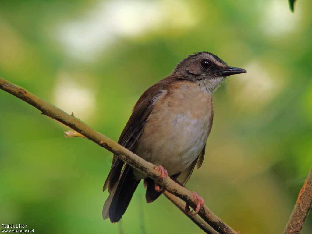 Brown-chested Aletheadult, identification