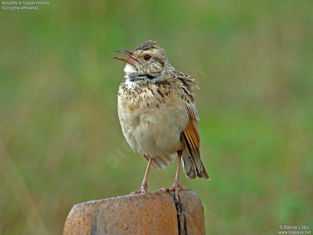 Rufous-naped Lark