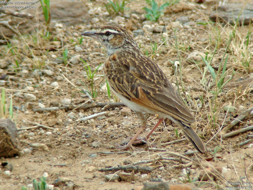 Fawn-colored Lark (alopex), identification