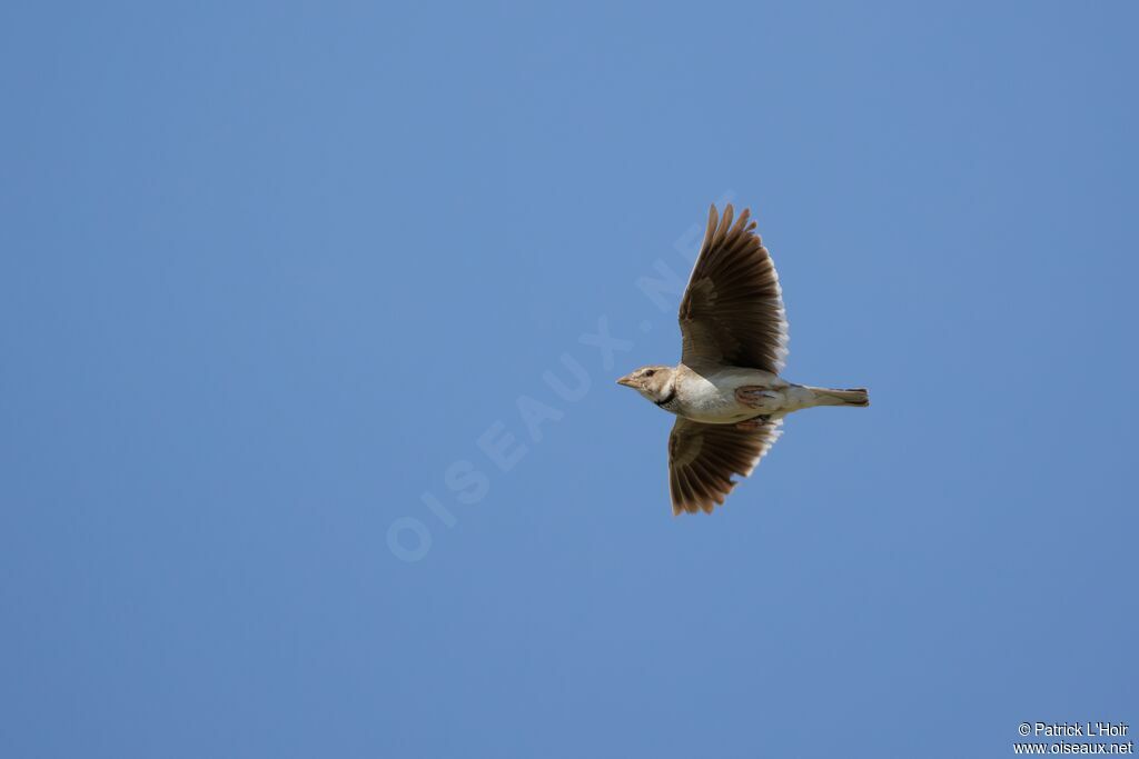 Calandra Lark
