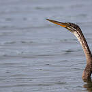 Anhinga roux