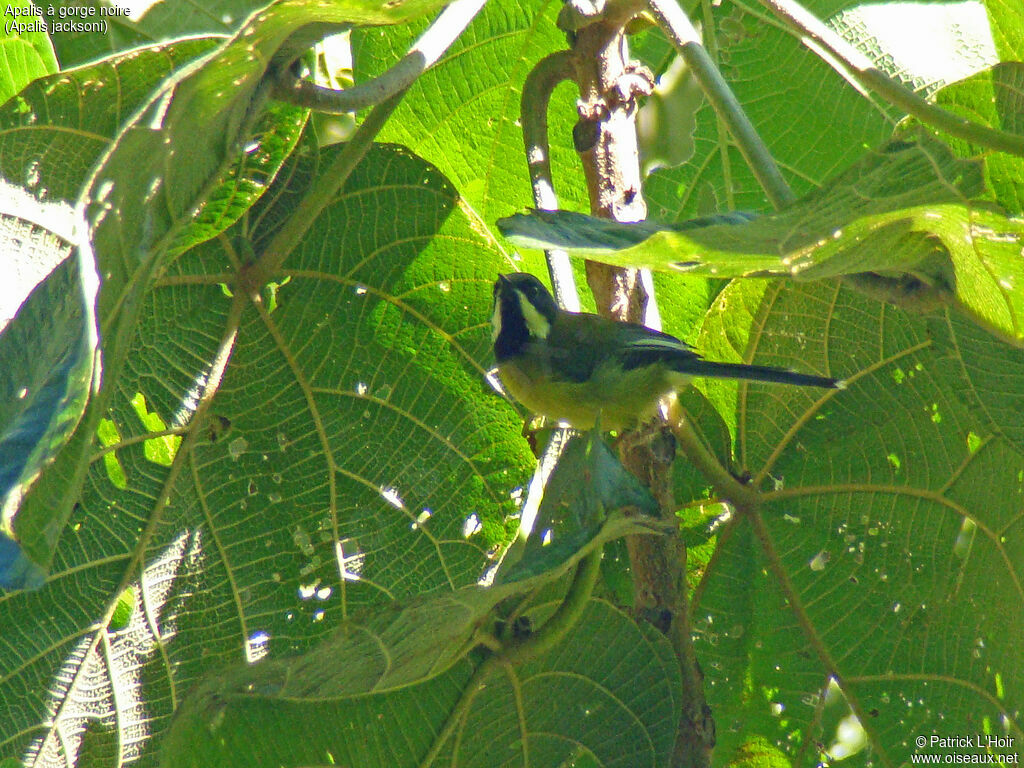 Apalis à gorge noire