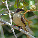 Apalis à tête noire
