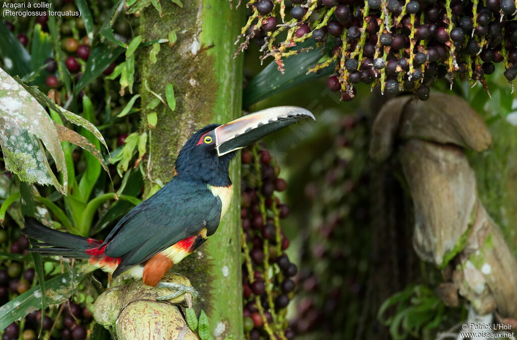 Collared Aracariadult