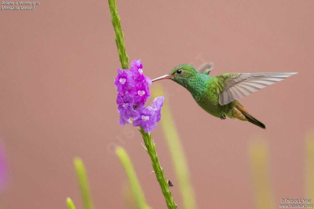 Rufous-tailed Hummingbird