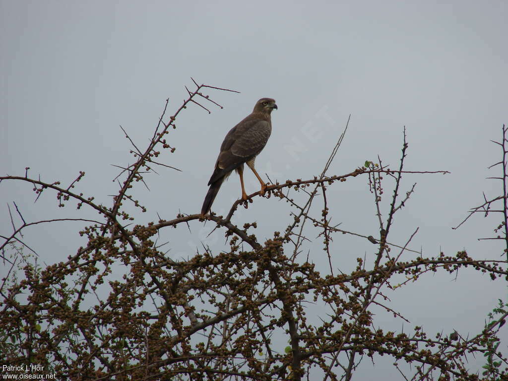 Eastern Chanting Goshawkjuvenile, habitat