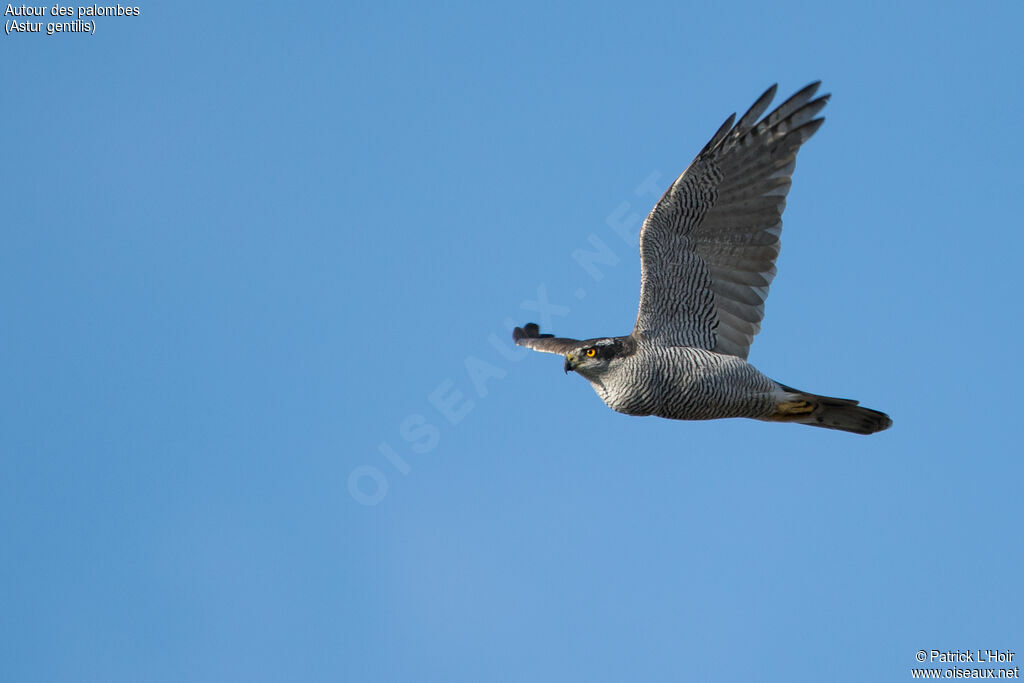 Eurasian Goshawk