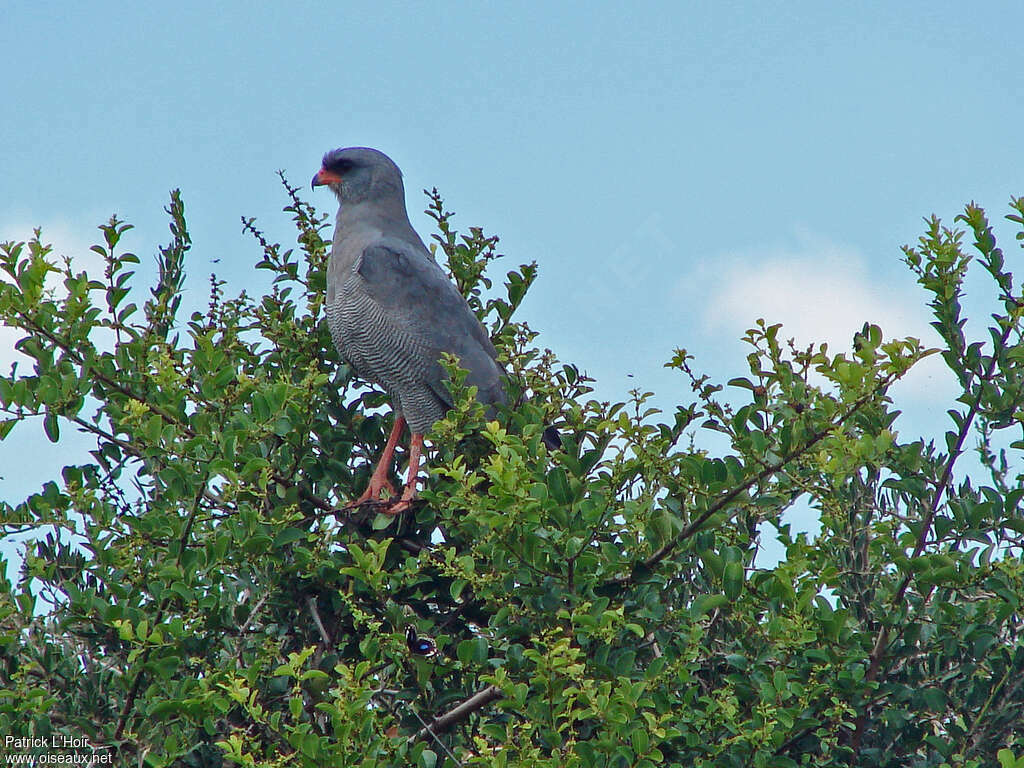 Autour sombreadulte, identification