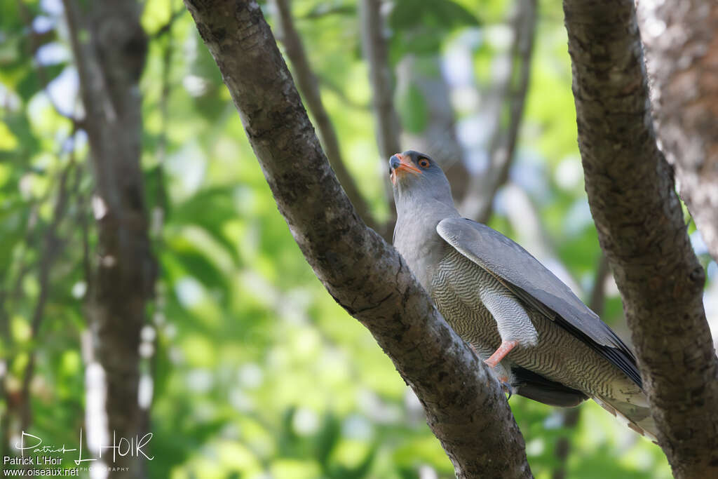 Dark Chanting Goshawkadult, habitat