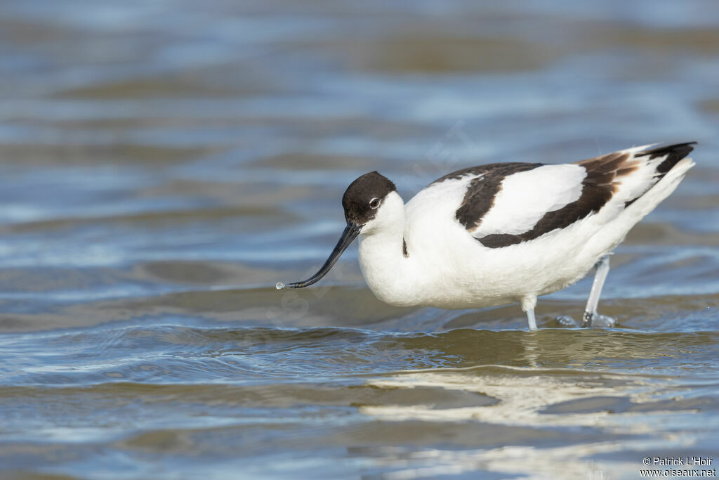 Avocette élégante