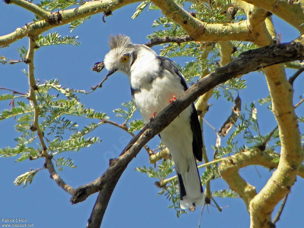 Bagadais à huppe grise, habitat, composition, pigmentation
