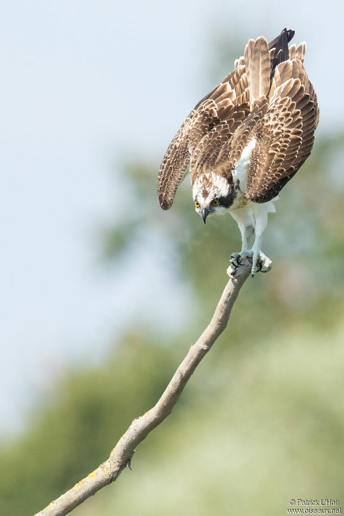 Osprey