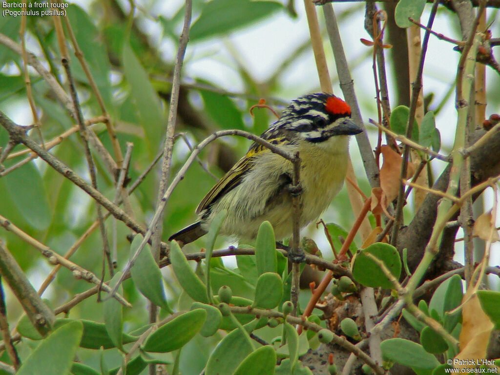 Southern Red-fronted Tinkerbird