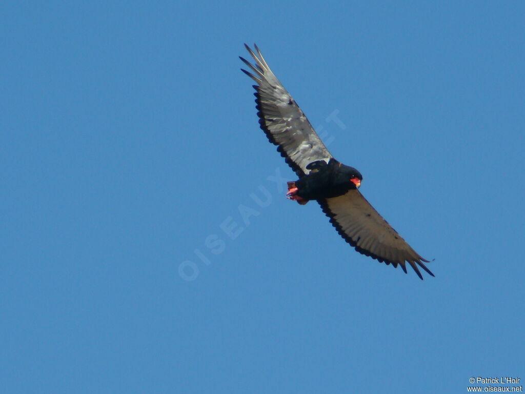 Bateleur des savanes