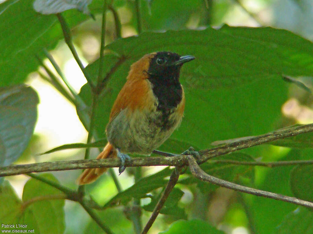 Black-faced Rufous Warbler male adult, close-up portrait