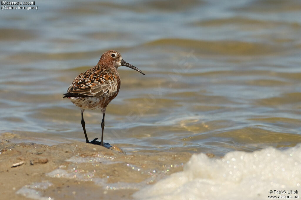 Curlew Sandpiper male adult breeding, identification