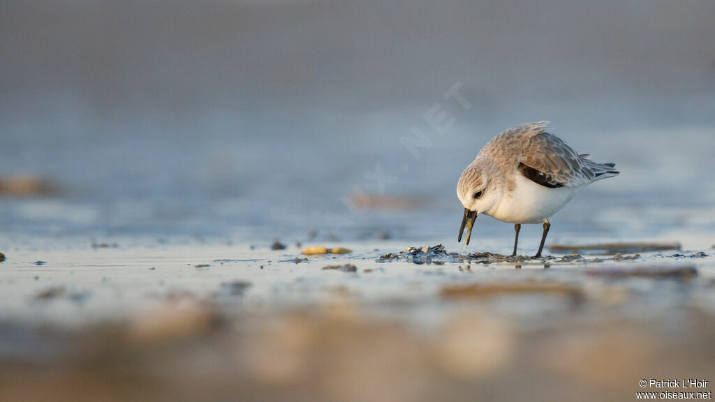 Bécasseau sanderling