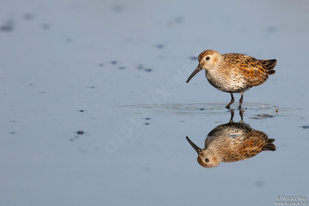 Bécasseau variable