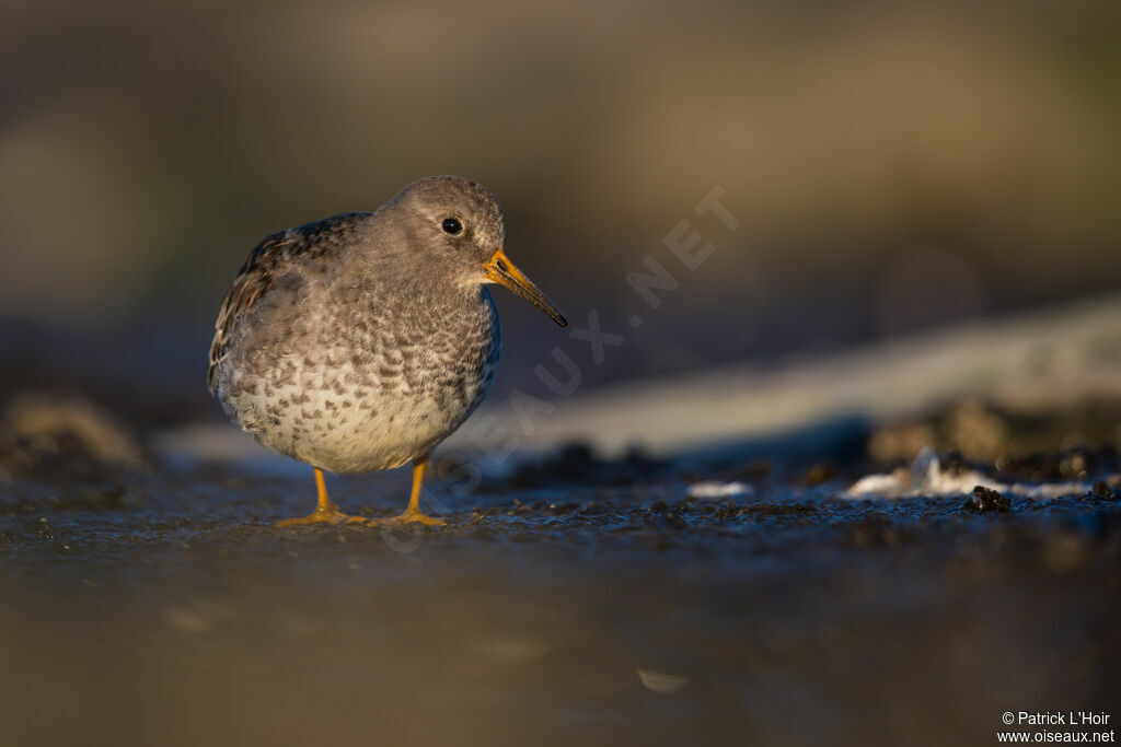 Purple Sandpiperadult post breeding