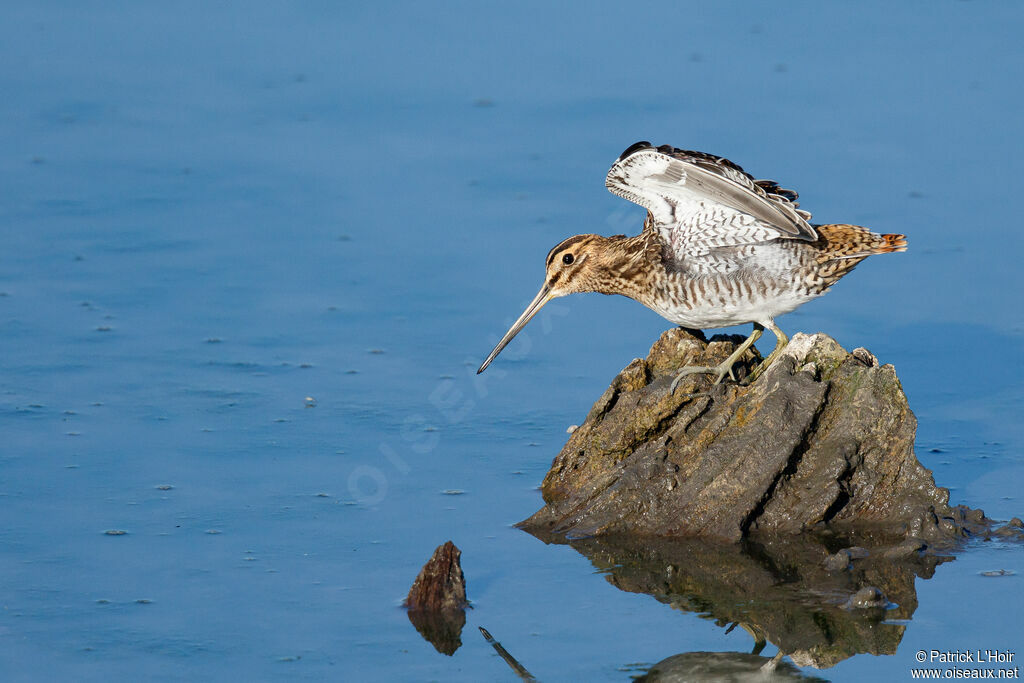 Common Snipe