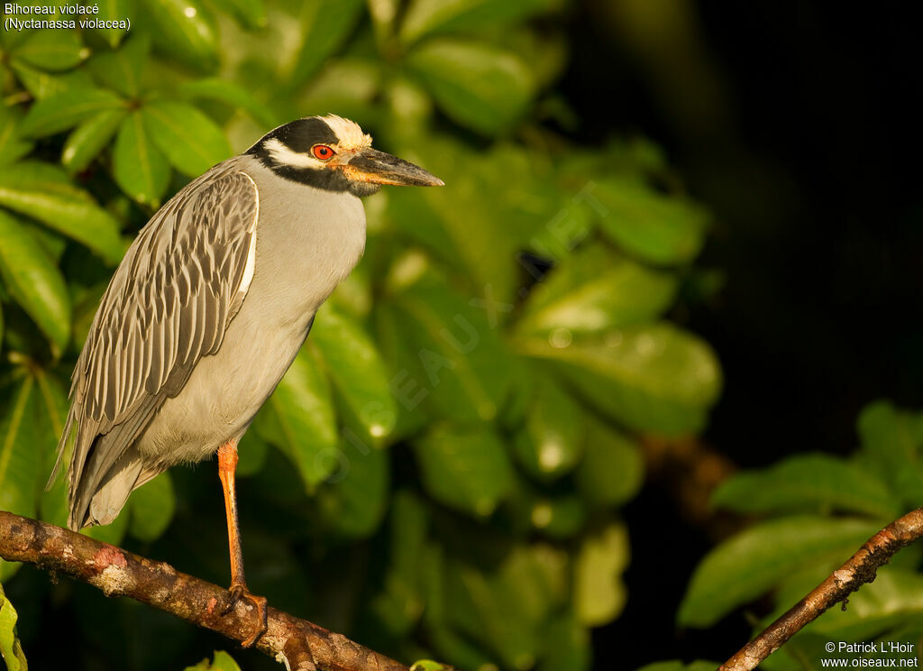 Yellow-crowned Night Heronadult, identification