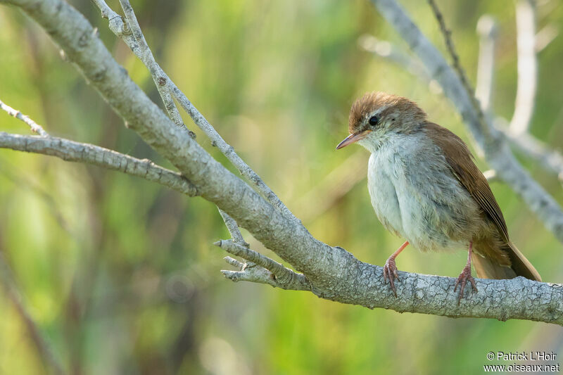 Cetti's Warbler - Pictures, page 1