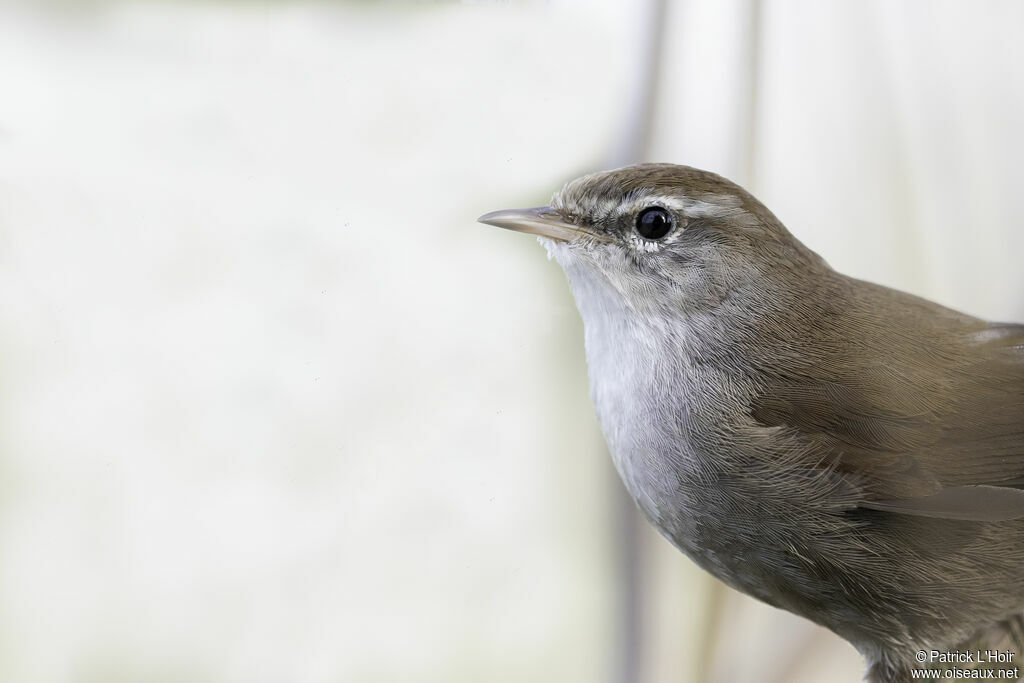 Bouscarle de Cetti