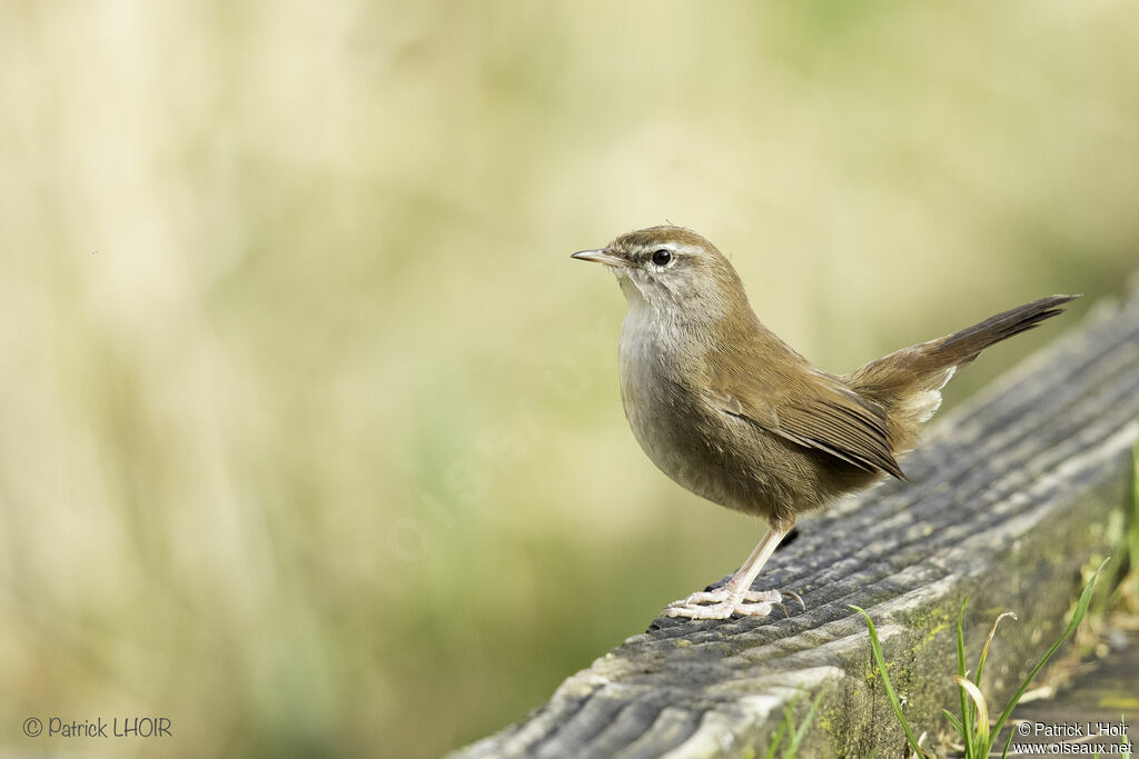 Bouscarle de Cetti