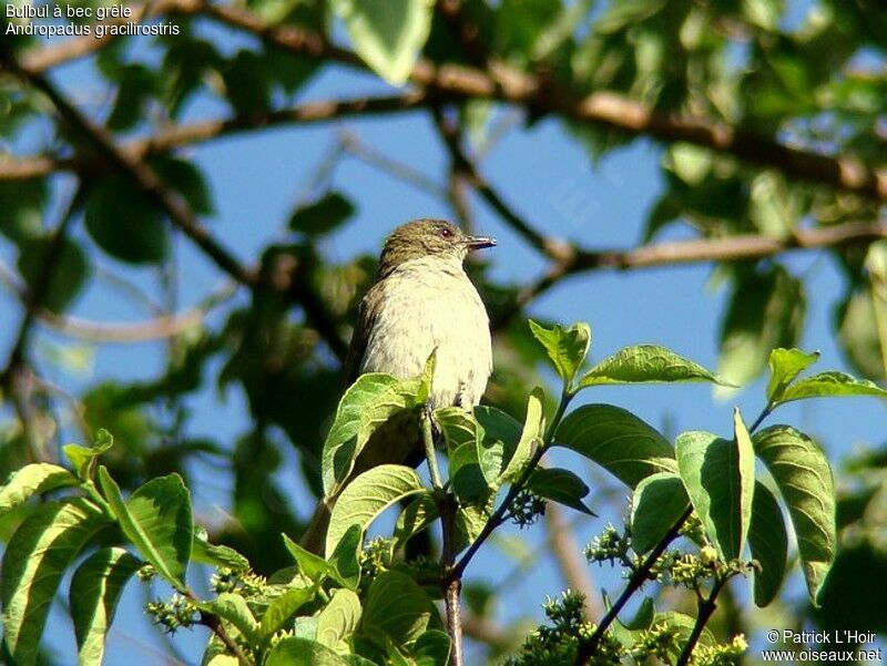 Bulbul à bec grêleadulte, régime