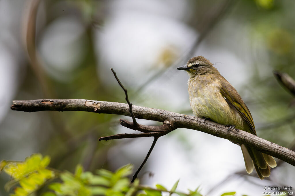 White-browed Bulbul