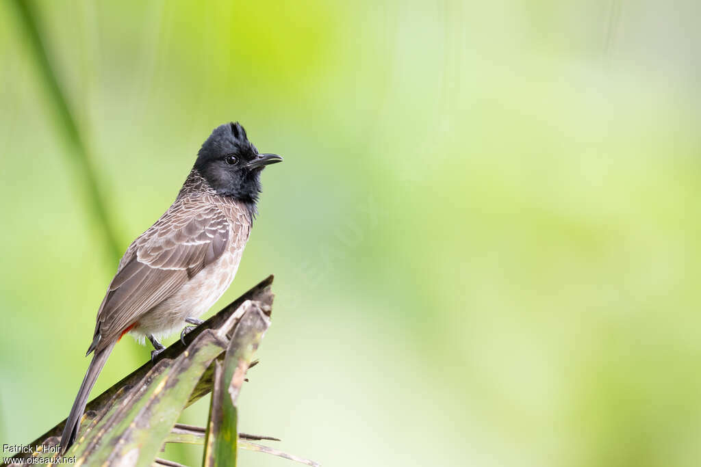 Bulbul à ventre rougeadulte, identification