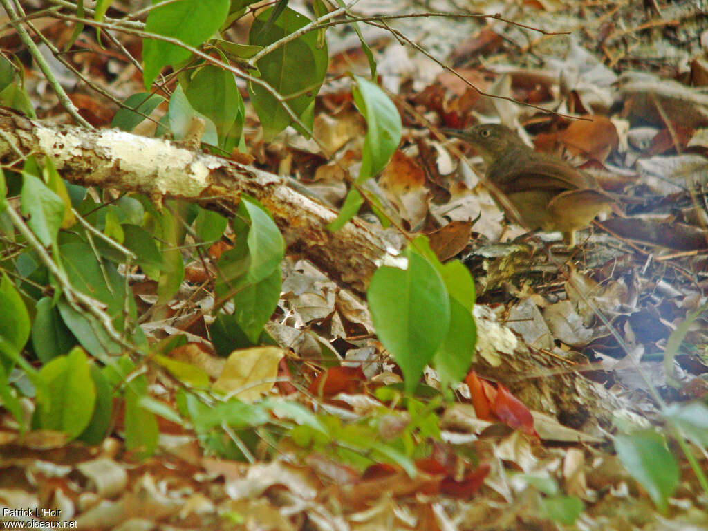 Fischer's Greenbuladult, identification