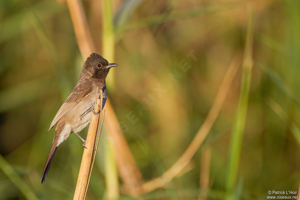 Common Bulbul
