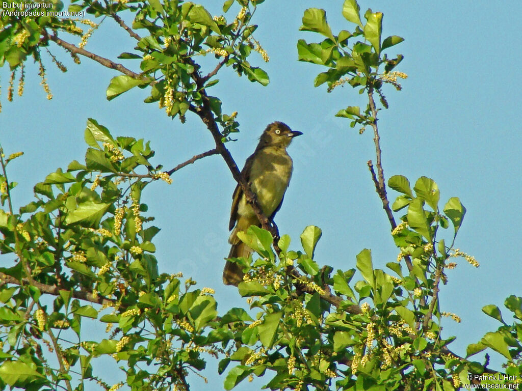 Bulbul importun
