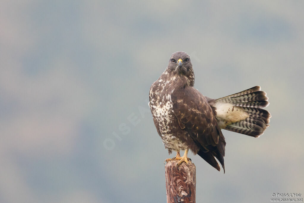 Buse variable