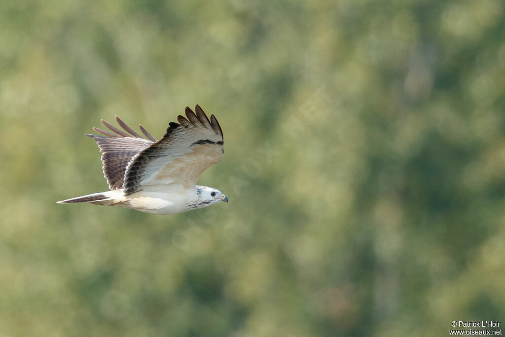 Buse variable