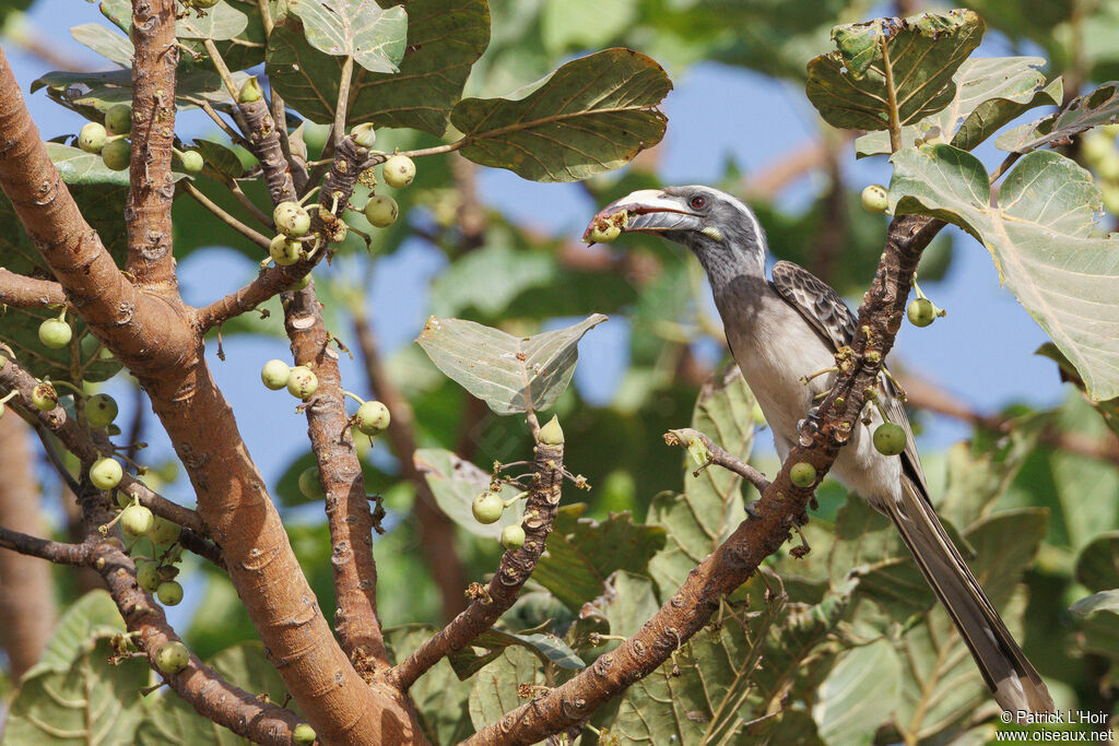 African Grey Hornbill