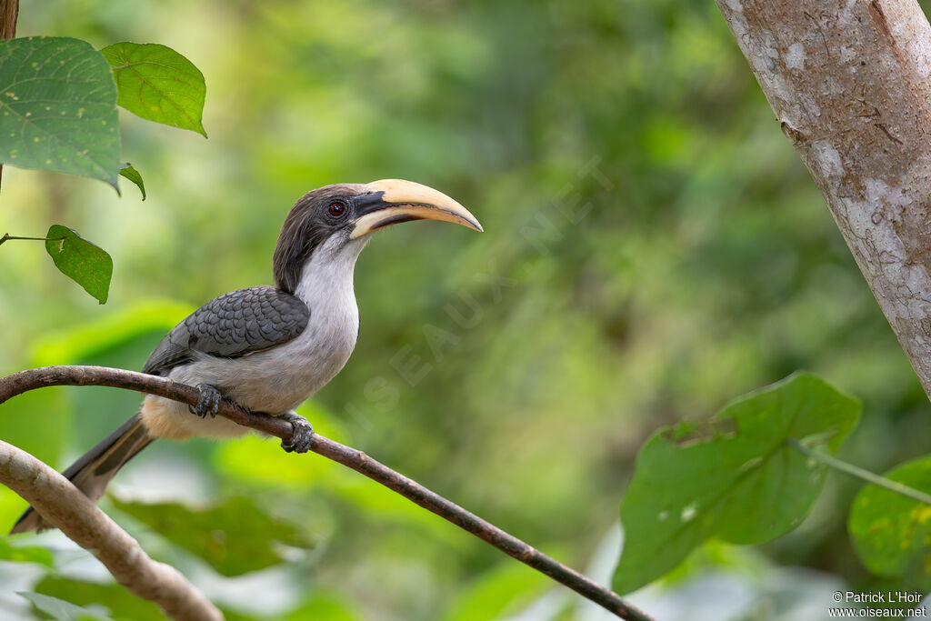 Calao de Ceylan mâle adulte, habitat