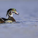 Canard carolin