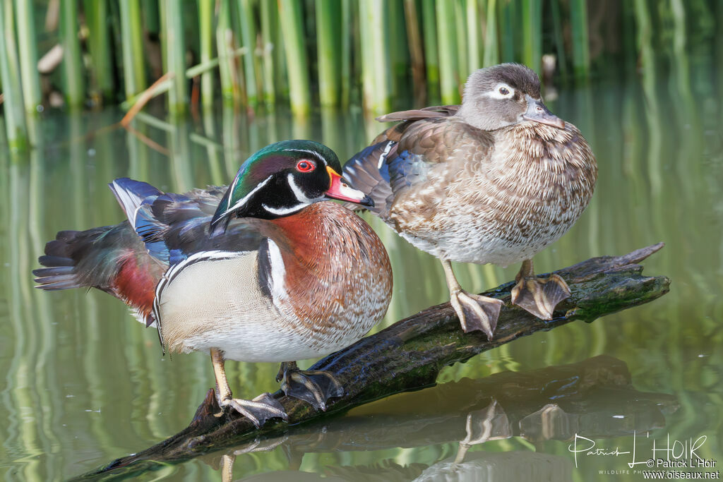 Wood Duckadult