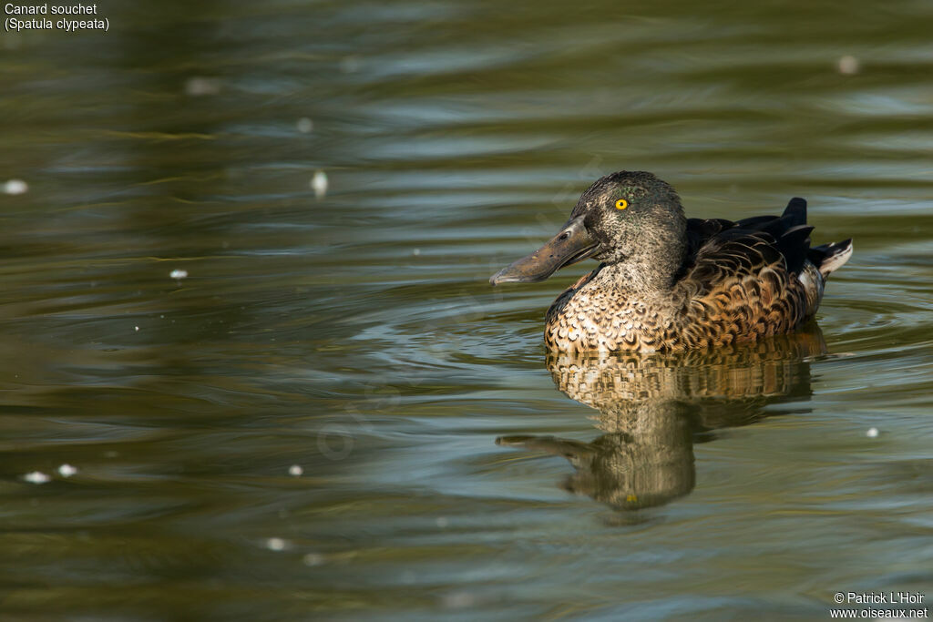 Northern Shoveler male adult post breeding